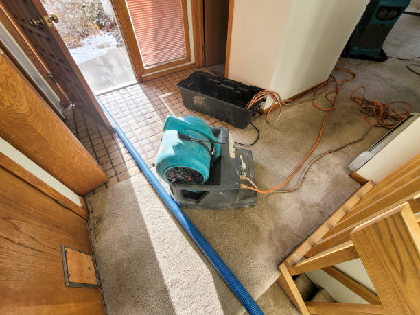 Best Mold removal after water damage  in King George, VA